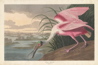 Spatola Rosata, 1836 da John James Audubon